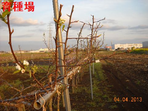 ファイル 274-3.jpg