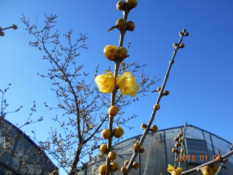 ファイル 548-1.jpg