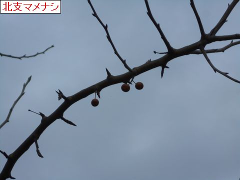 ファイル 603-2.jpg