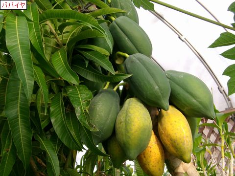 ファイル 683-4.jpg