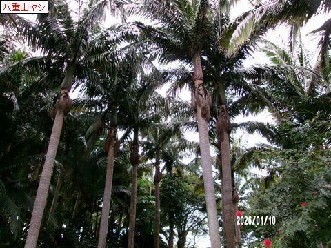 ファイル 686-1.jpg