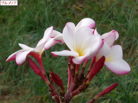 ファイル 687-1.jpg