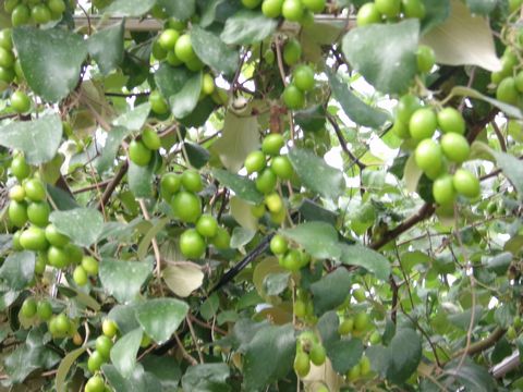 ファイル 687-4.jpg