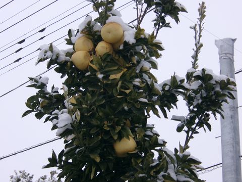 ファイル 689-4.jpg