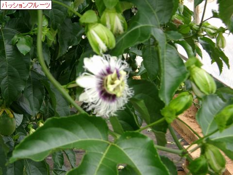 ファイル 690-2.jpg