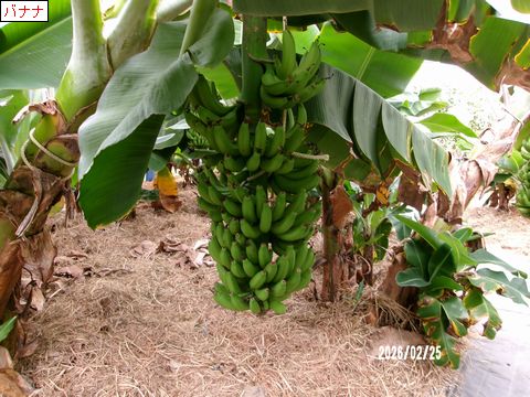 ファイル 690-3.jpg