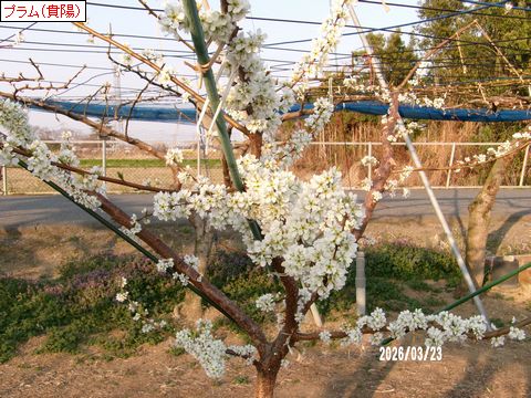 ファイル 691-1.jpg