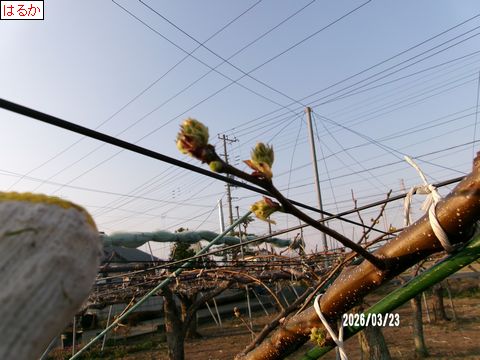 ファイル 691-3.jpg