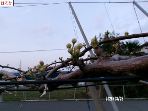 ファイル 692-3.jpg