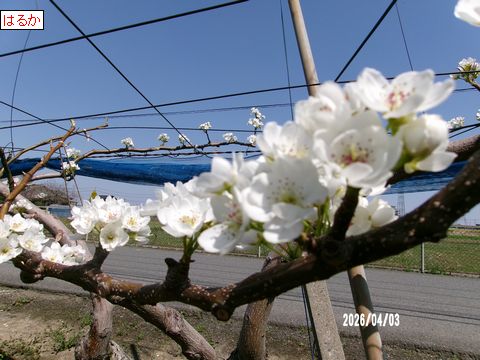 ファイル 693-3.jpg