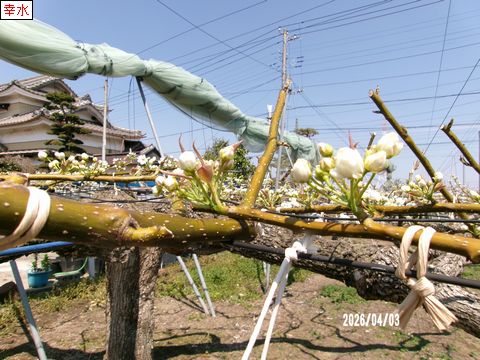 ファイル 693-4.jpg