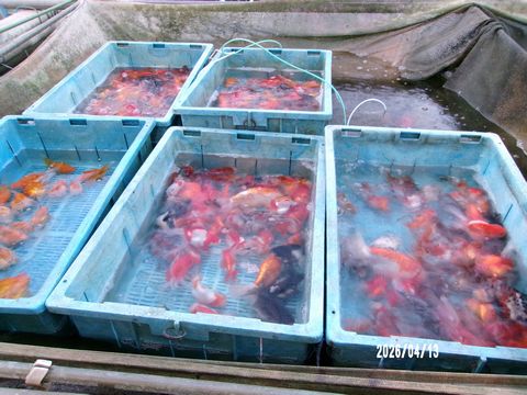 ファイル 694-1.jpg